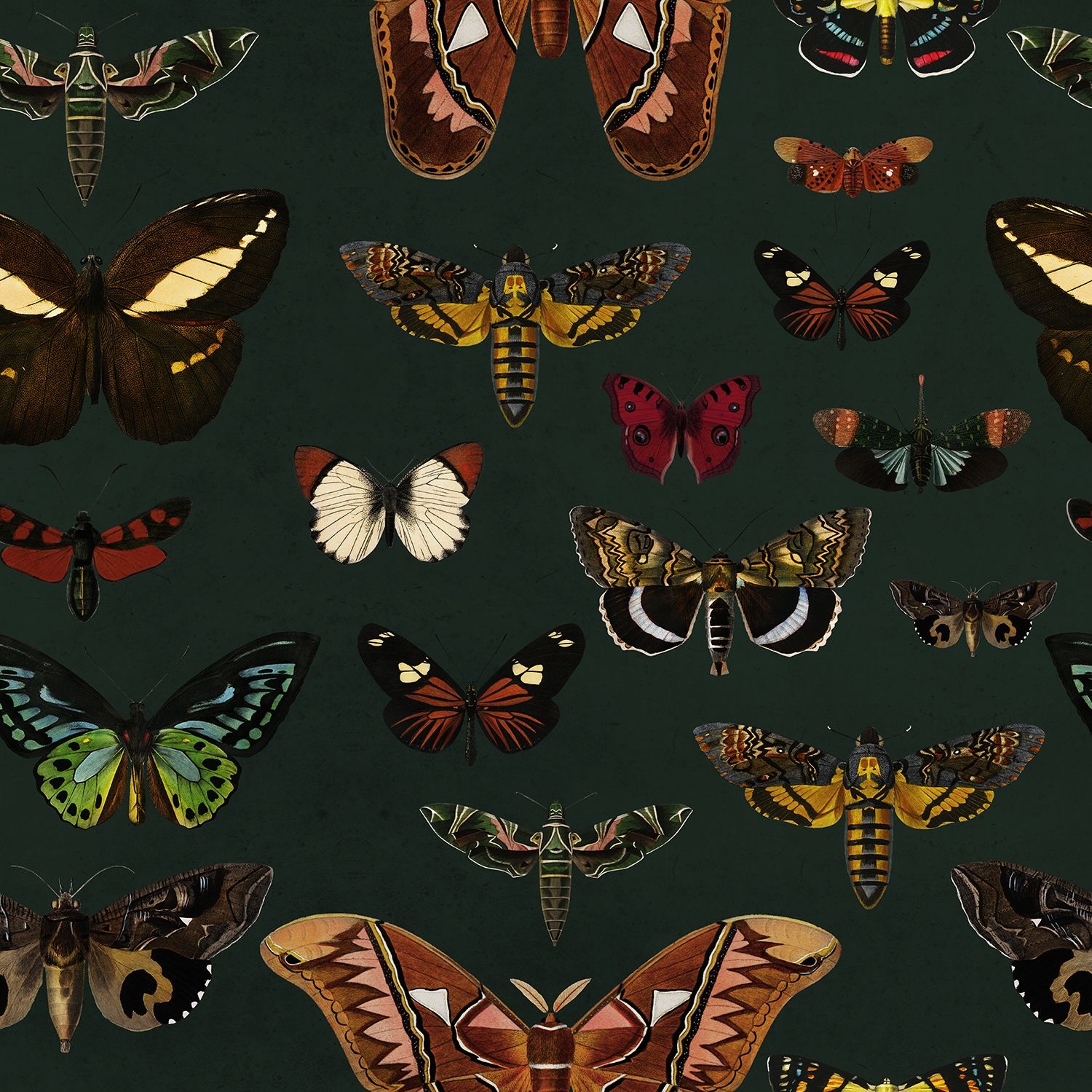 Dark Vintage Butterfly Wallpaper Perfect to Add Charm to Any 