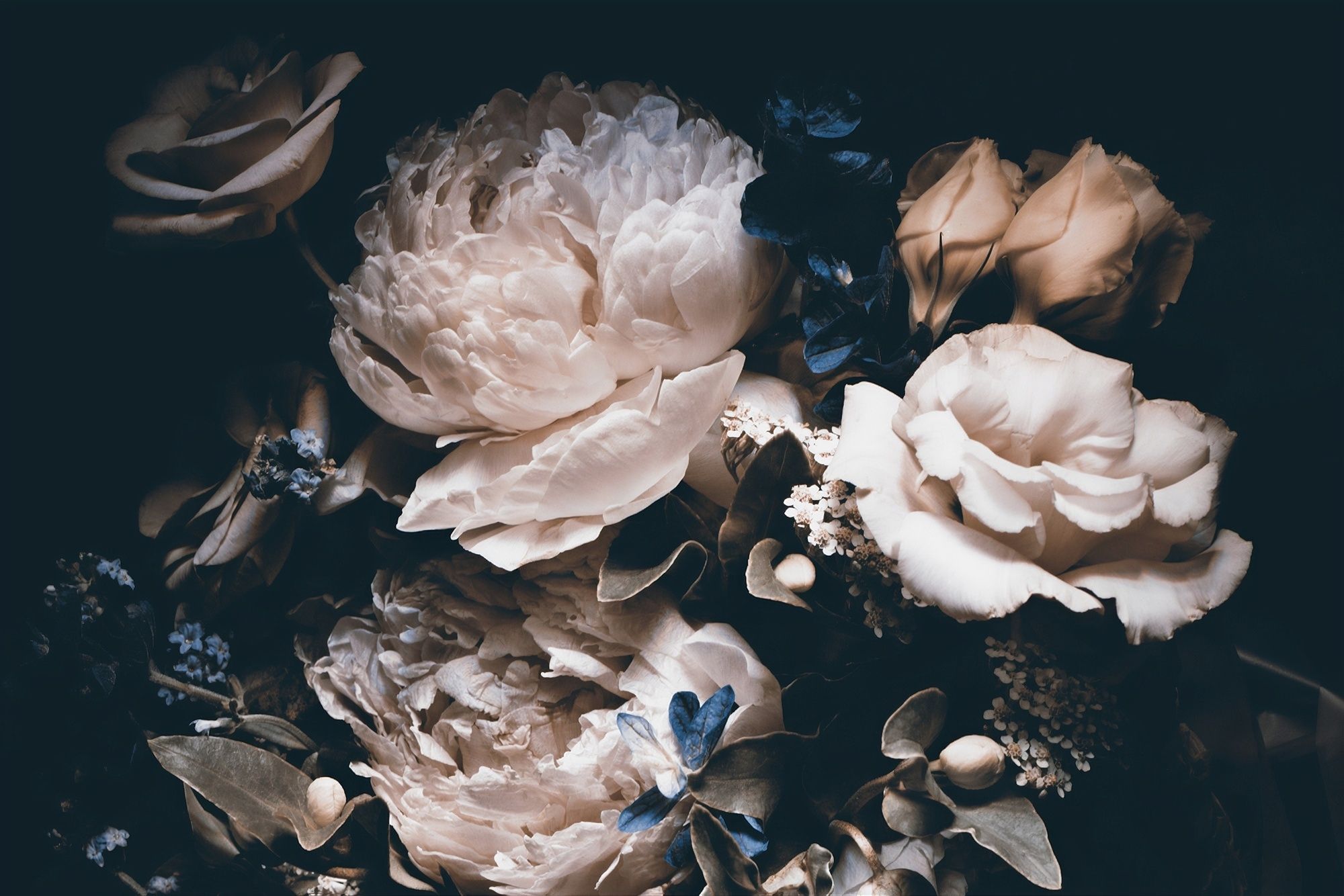 Premium Photo | Abstract wallpaper of beautiful peonies on a dark  background Generative AI