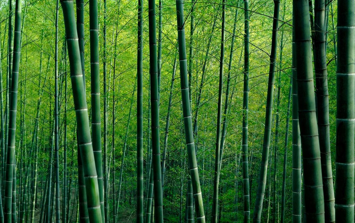 Contemporary wallpaper - BAMBOO FOREST - WALL DESIGNERS - nature pattern /  3D effect / non-woven